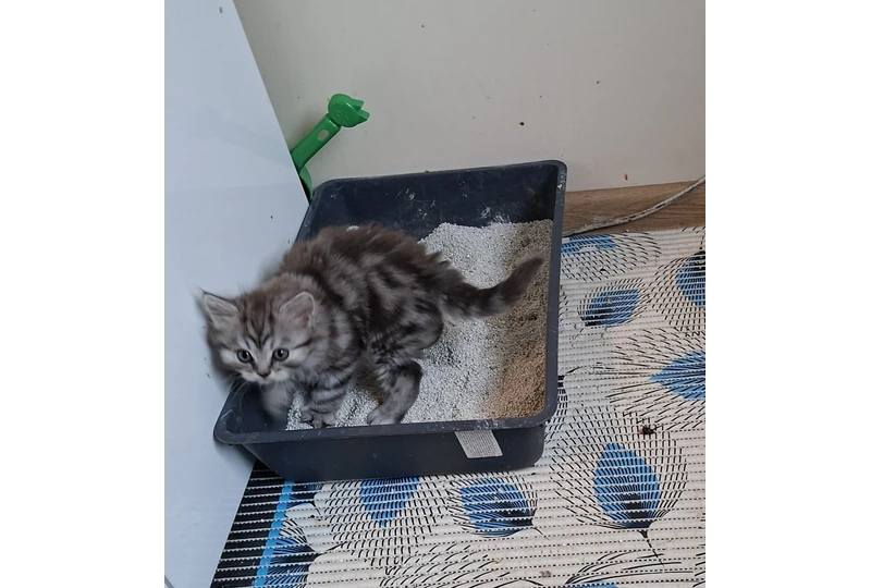 Šveln?s tabby ka?iukai laukia nam?||Tabby ka?iukai kovo 17 d. - jau 8 sav.||Ieškome šeimos pilniems meil?s glostymo||Maži tabby kov? gim? - laukia tav?s||P?kuoti tabby ka?iukai laukia augintoj?
