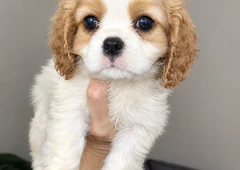 Grynaveisliai Kavalieriaus spanieliai šuniukai||Meil?s Kavalieriaus Karolio spanieliai šuniukai||Blenheimo ir trispalviai spanieliai šuniukai||Kavalieriaus spanieliai su ES pasu ir skiepu||Šuniukai su kilm?s dokumentais ir mikroschema||Kavalieriaus spanieliai iš Latvijos, pristatymas||Šveln?s Kavalieriaus spanieliai mergait?s ir berniukai||Registruoti Kavalieriaus spanieliai su video