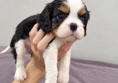 Grynaveisliai Kavalieriaus spanieliai šuniukai||Meil?s Kavalieriaus spanieliai mergait?s ir berniukai||Blenheimo ir trispalviai spanieliai šuniukai||Skiepyti, ?ipuoti spanieliai su ES pasu||Kavalieriaus spanieliai iš Latvijos, pristatymas||Šveln?s Kavalieriaus spanieliai su kilm?s dok||Registruoti Kavalieriaus spanieliai šuniukai||Kavalieriaus spanieliai šuniukai iki Vilniaus||Kavalieriaus spanieliai su vaizdo ?rašu