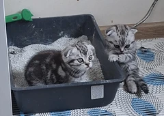 Mielas tabby ka?iukas jau laukia tav?s||Tabby ka?i? meil? – tavo namuose